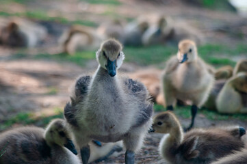 Baby goslings sitting together. 