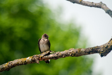 Fototapeta premium Brown Chested Martin sitting on Branch 