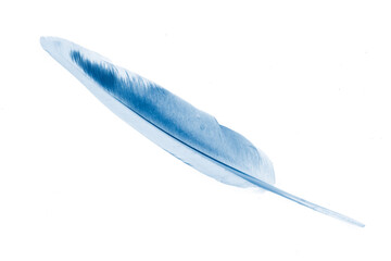 a blue feather on a white isolated background