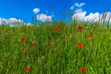 Vlčí máky na louce, poppies