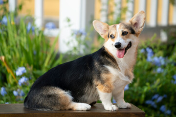 Corgi dog sitting on the table in summer sunny day