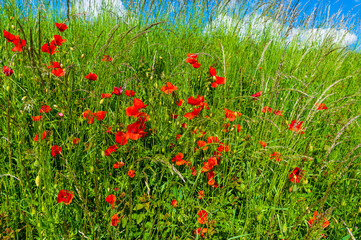 Vlčí máky na louce, poppies
