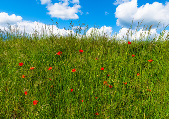 Vlčí máky na louce, poppies