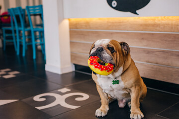 bulldog with donut in mouth