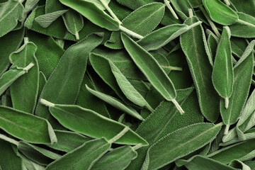 Fototapeta na wymiar Fresh green sage leaves as background, top view