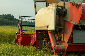 Cutting ripe paddy which automatically packs and separates the straw