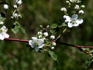 raspberry flowers on the branches in the garden, in summer