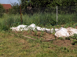 little greenhouse with pepper in the garden