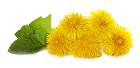 Beautiful yellow dandelions with leaves on white background