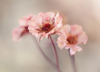 Wiosenne kwiaty -Kuklik