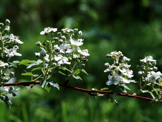 raspberry flowers on the branches in the garden, in summer