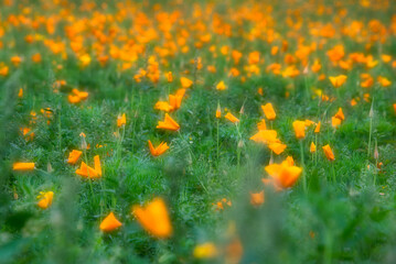 公園で見つけた、ハナビシソウの花畑