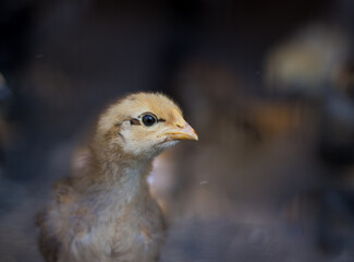 portrait of a little chicken