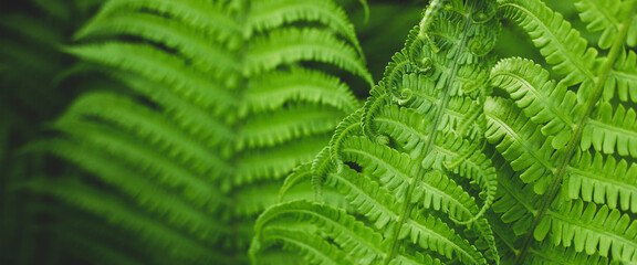 Forest fern in sunlight after rain. Can be used as background or wallpaper. Banner - obrazy, fototapety, plakaty