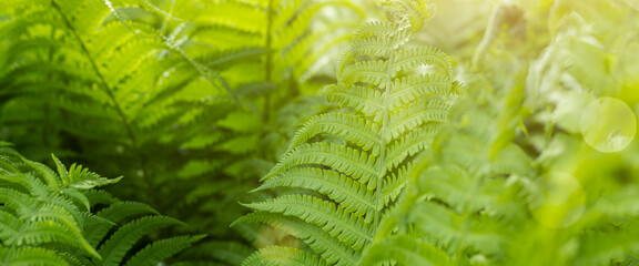 Forest fern in sunlight after rain. Can be used as background or wallpaper. Banner © Alex