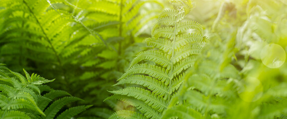 Forest fern in sunlight after rain. Can be used as background or wallpaper. Banner