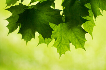 green maple leaves on the branch