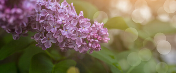 Lilac flowers in sunlight after rain. Leaf texture background. Banner. Flat lay, top view