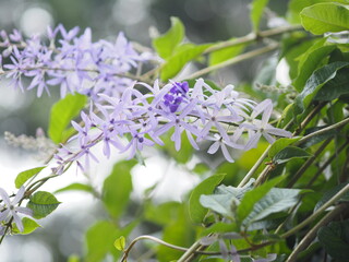 Purple Wreath, Queen's Wreath, Sandpaper Vine, Petrea volubilis flower beautiful bunch bouquet blooming in garden on blurred of nature background