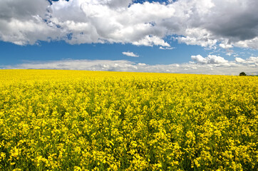 Endless rapeseed blossom, agricultural landscape under a blue sky with clouds