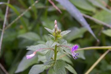 flower in the garden