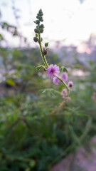 flowers in the forest