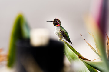humb6 © Marcin