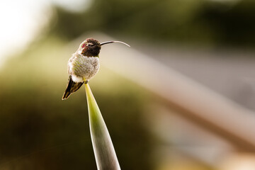 humb6 © Marcin