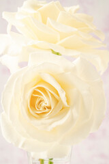 closeup of a white rose flower as a background