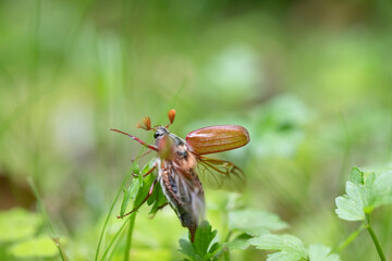 Cockchafer (Melolontha melolontha) on a green meadow.