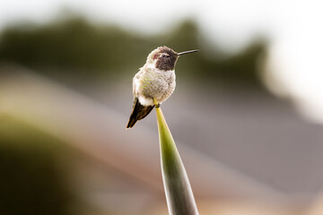 humb11 © Marcin