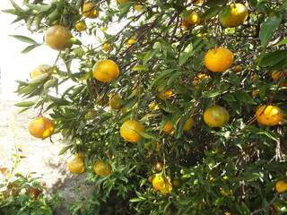 Bertgamota, fruta típica de inverno do sul do Brasil
Doce,citricos. de cor amarela
