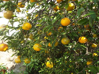 Bertgamota, fruta típica de inverno do sul do Brasil
Doce,citricos. de cor amarela