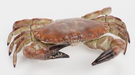 Realistic 3D Render of Edible Crab