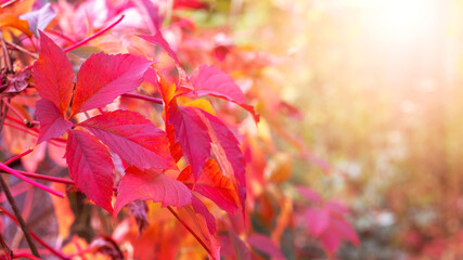 Autumn background with bright red leaves on a blurred autumn background
