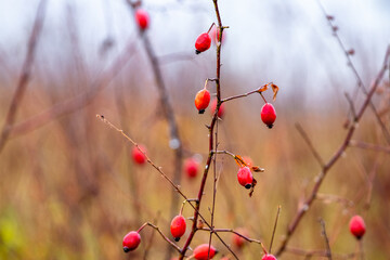 Rose hip bush with red berries in autumn