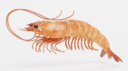 Realistic 3D Render of Shrimp