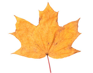 Autumn dry maple leaf on a white isolated background