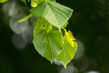 green linden leaves with linden flowers against the backdrop of green nature