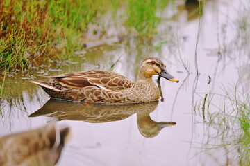 水鳥の安息の地