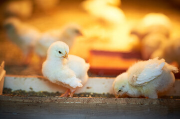 A fluffy little yellow chick is standing in a chicks feeder