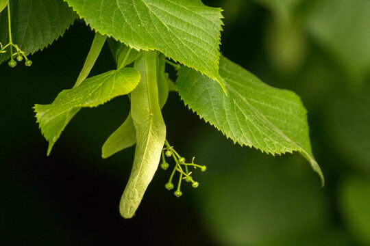 green linden leaves with linden flowers against the backdrop of green nature