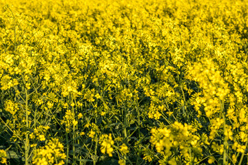 Fototapeta premium Field of beautiful springtime golden flower of rapeseed is plant for green industry