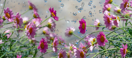 rain and flowers - high speed photo
