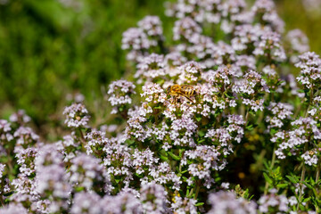 Biene auf einer Thymian Blüte im Garten