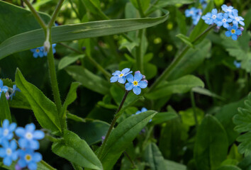 Selective focus shot of alpine forget-me-not flowers surrounded by green leaves
