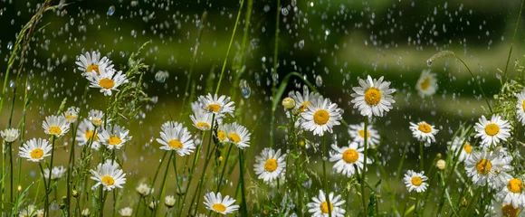 Fototapeten rain and daisy flowers - high speed photo © Vera Kuttelvaserova