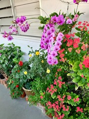 Colourful flowers in a garden