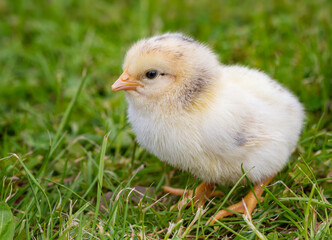 Healthy young chick sitting in green grass.