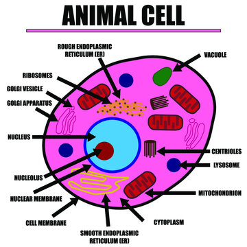 Animal Cell Color Diagram of organelles inside the cell membrane for science and biology concepts. 